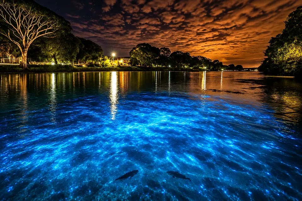 Águas da lagoa brilhando em azul pela bioluminescência, à noite